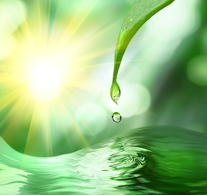 green leaf with drop of water on green sunny background